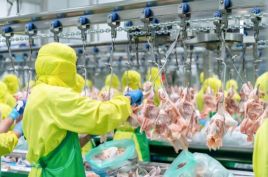 Thailand Chicken Paws Exporter to China