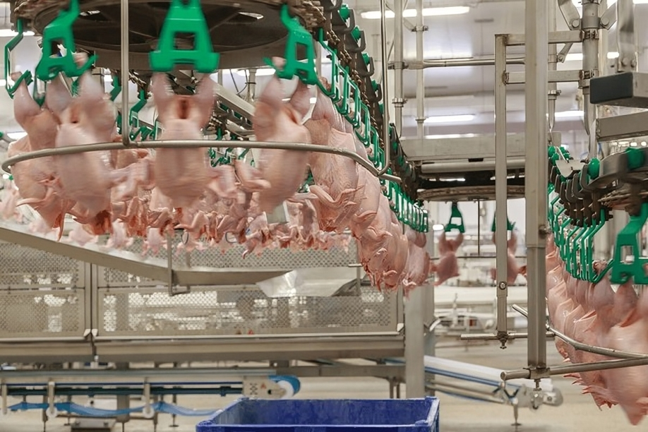 Halal Chicken Exporter in Thailand