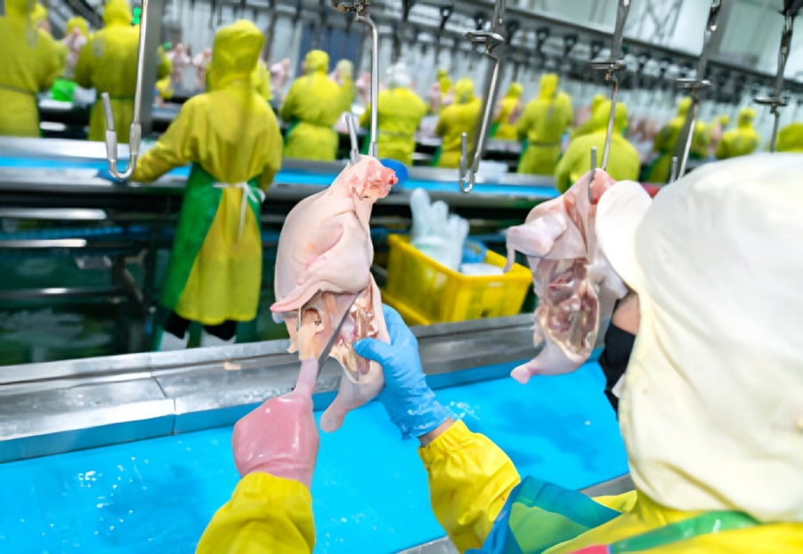 Chicken Factory Near Me | Certified Poultry Manufacturer & Global Exporter