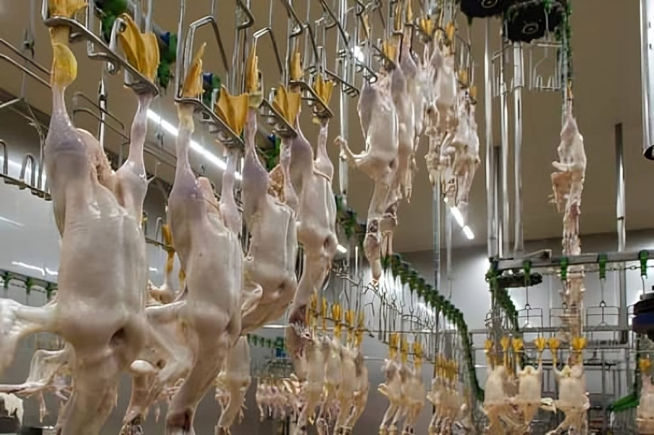 Reliable duck distributor from Thailand – THAI POULTRY GROUP CO., LTD supplies premium frozen duck for restaurants, wholesalers & food manufacturers.