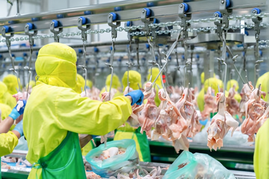 Thailand Fresh Chicken Supplier