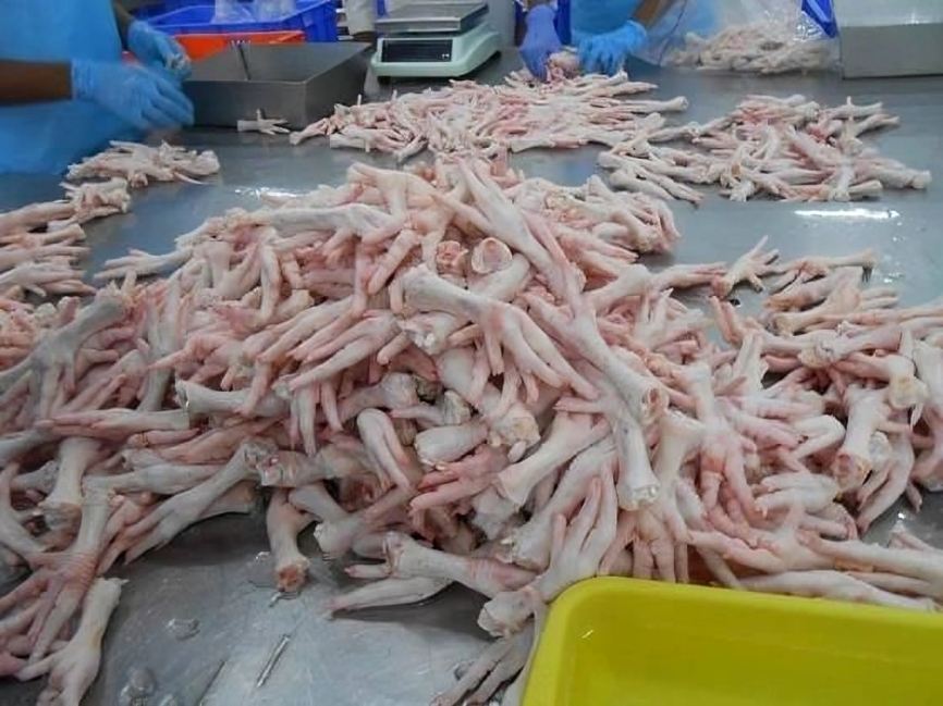 Chicken Feet Wholesale Supplier | Premium Bulk Chicken Feet – Thai Poultry Group