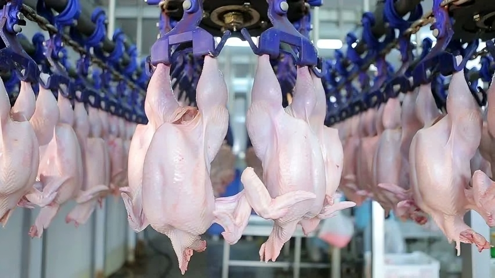 Buy Halal Chicken in Bulk | Certified Premium Supplier – Thai Poultry Group